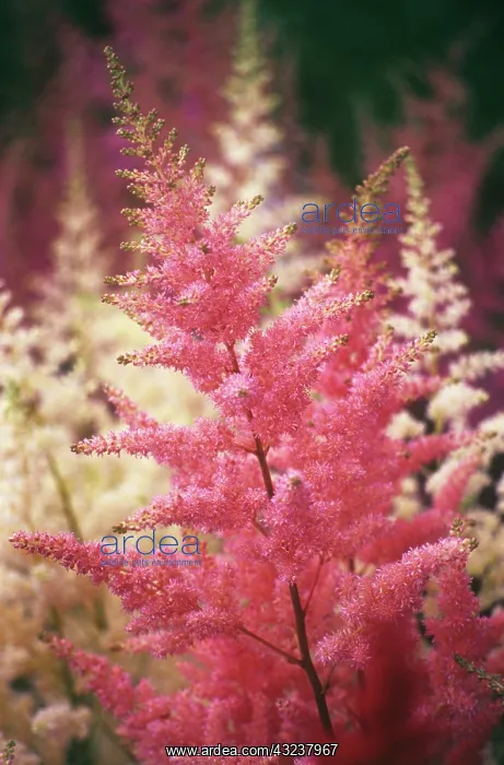 : Astible, Astible Pink lightning : Astible, Astible Pink lightning