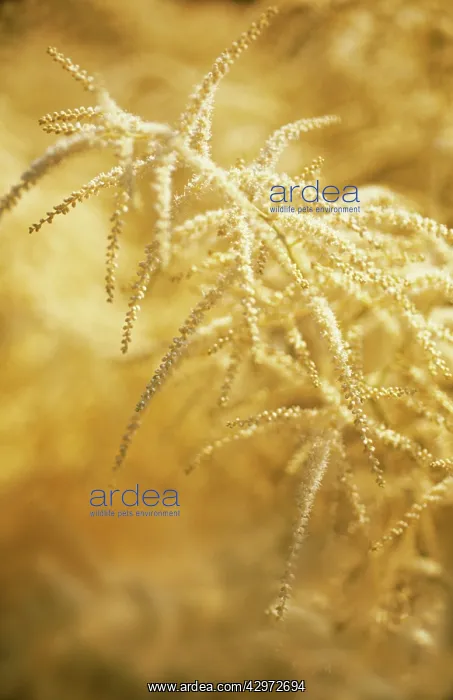 : Astilbe : Astilbe