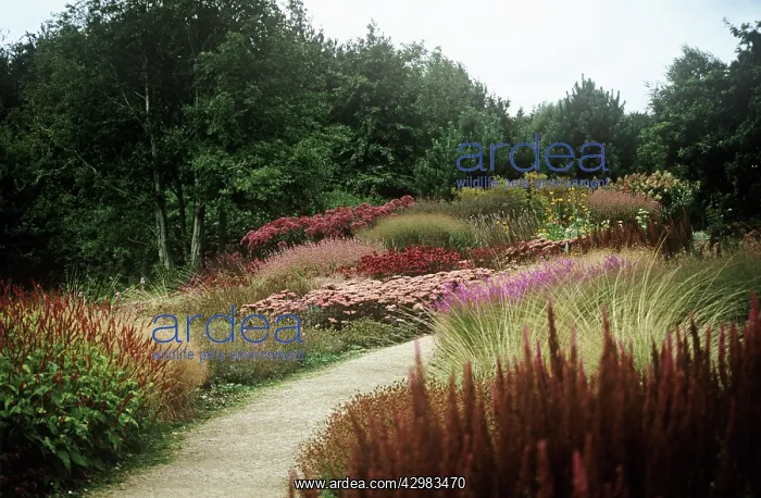 : Astilbe : Astilbe