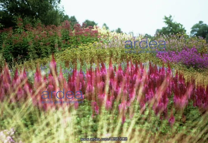 : Astilbe : Astilbe