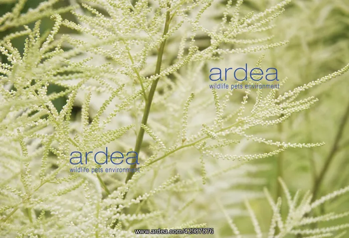 : Astilbe : Astilbe