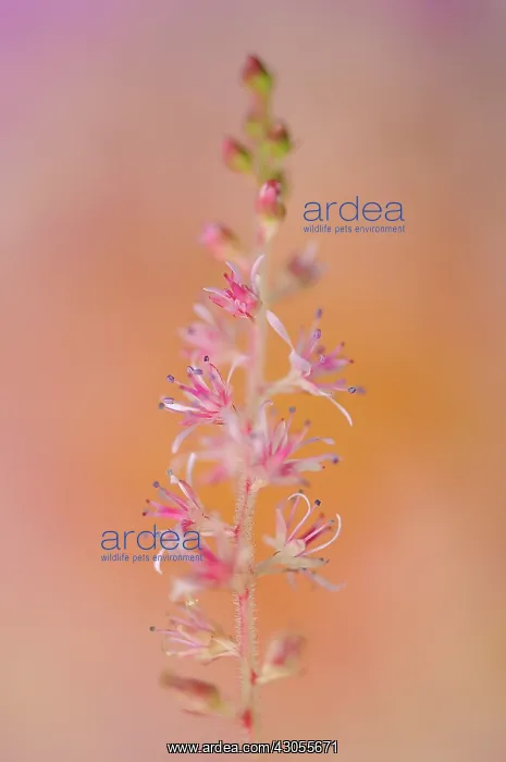 : Astilbe, Astilbe chinensis Vision in Pink : Astilbe, Astilbe chinensis Vision in Pink