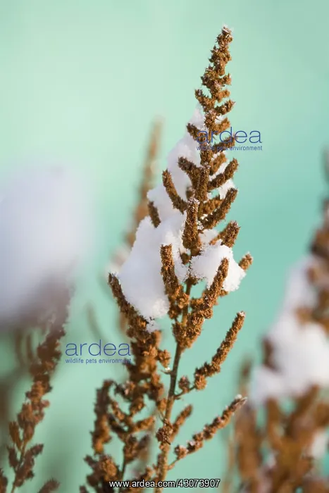 : Astilbe : Astilbe