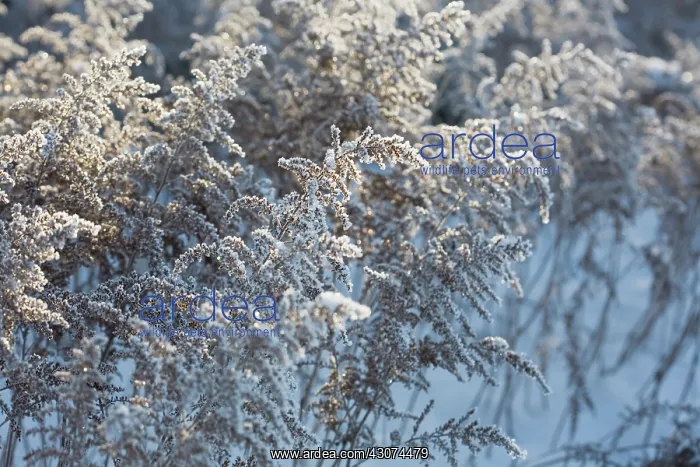 : Astilbe : Astilbe