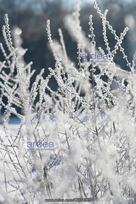: Astilbe : Astilbe