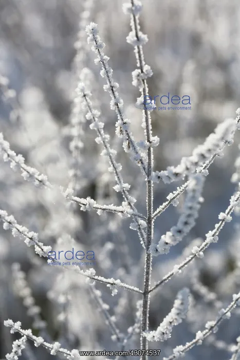: Astilbe : Astilbe
