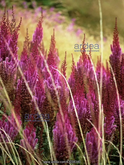: Astilbe : Astilbe