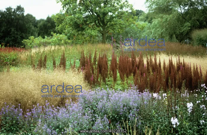 : Astilbe : Astilbe