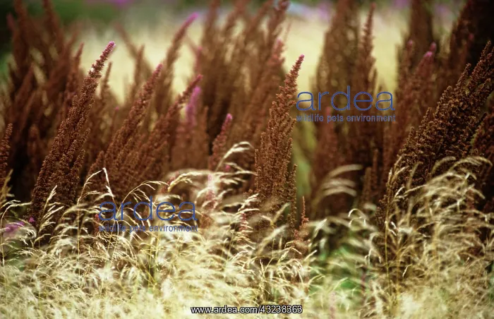 : Astilbe : Astilbe