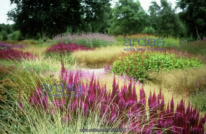 : Astilbe : Astilbe