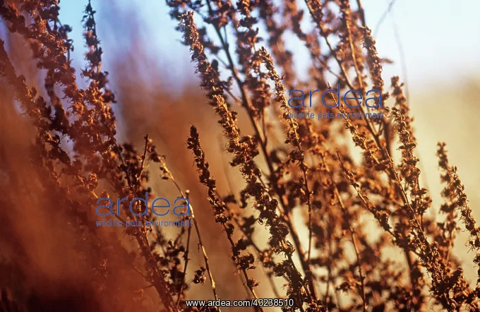 : Astilbe : Astilbe