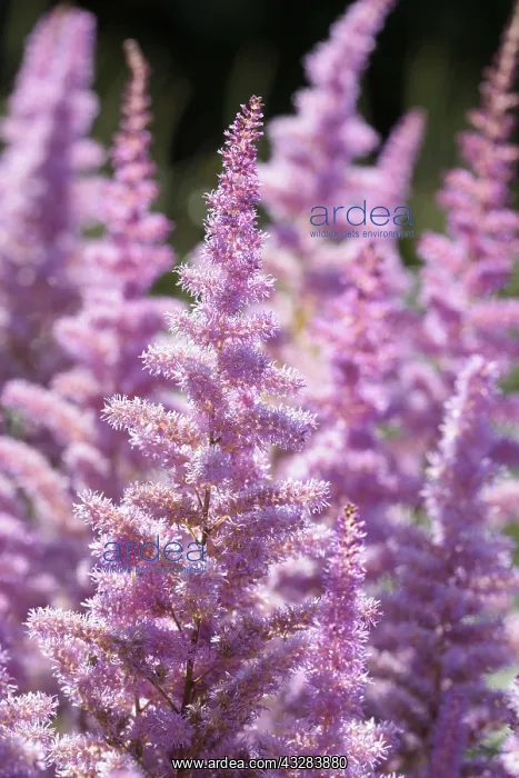 : Astilbe, Garden Astilbe, Astilbe arendsii Amethyst : Astilbe, Garden Astilbe, Astilbe arendsii Amethyst