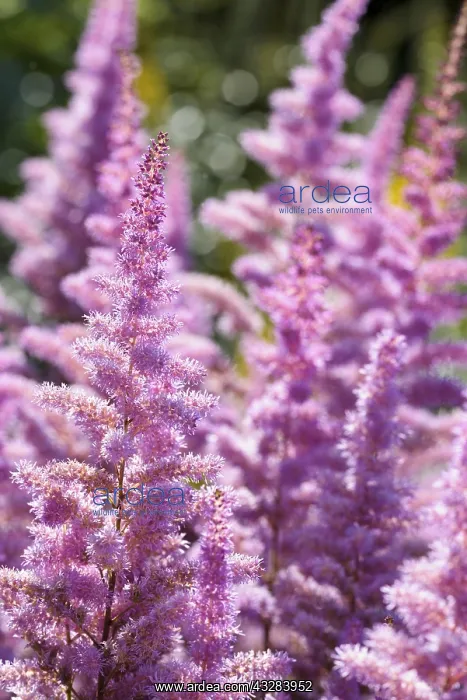 : Astilbe, Garden Astilbe, Astilbe arendsii Amethyst : Astilbe, Garden Astilbe, Astilbe arendsii Amethyst
