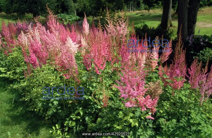  : Astilbe Montgomery - in garden flowerbed