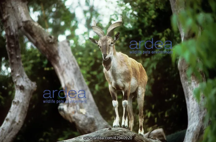 : Astor / Flare-horned Markhor, male : Astor / Flare-horned Markhor, male
