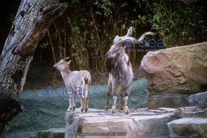: Astor / Flare-horned Markhor, male and female : Astor / Flare-horned Markhor, male and female