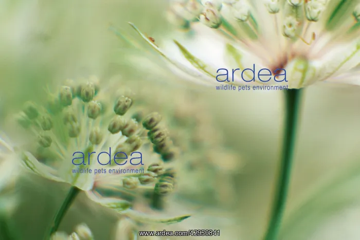 : Astrantia, Masterwort, Astrantia major Buckland : Astrantia, Masterwort, Astrantia major Buckland