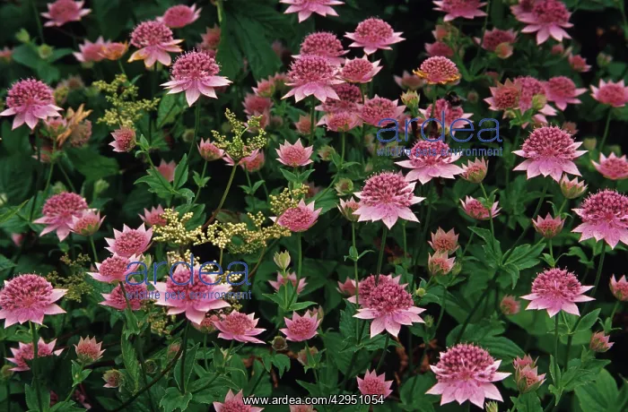 : Astrantia, Masterwort : Astrantia, Masterwort