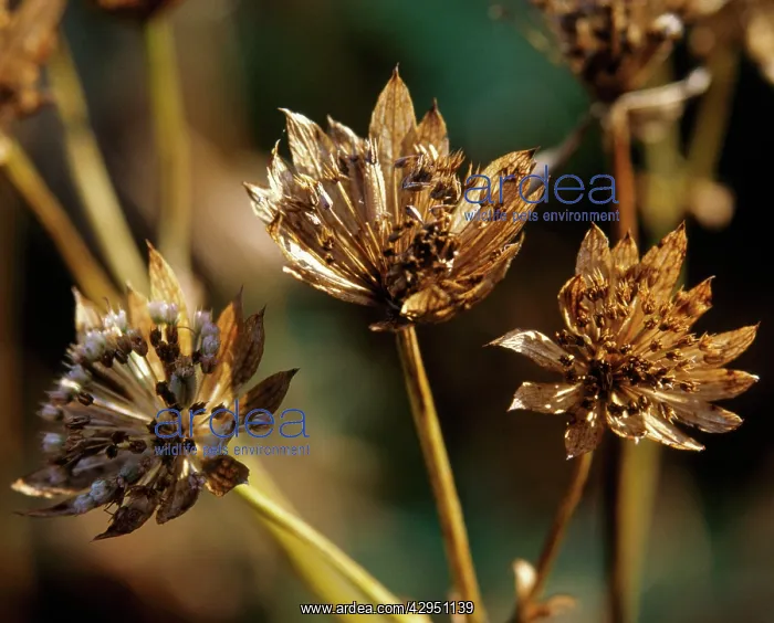 : Astrantia, Masterwort : Astrantia, Masterwort