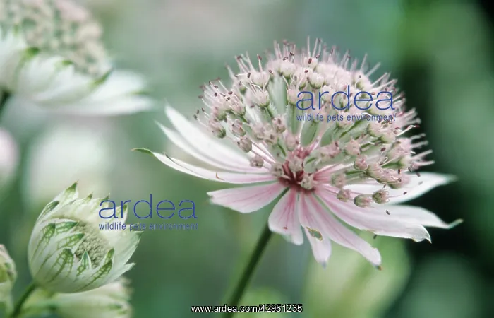 : Astrantia, Masterwort, Astrantia major : Astrantia, Masterwort, Astrantia major