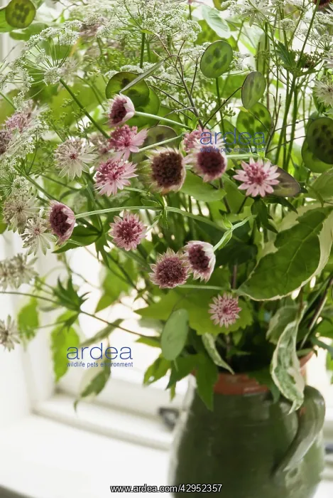 : Astrantia, Astrantia major Buckland, Masterwort : Astrantia, Astrantia major Buckland, Masterwort