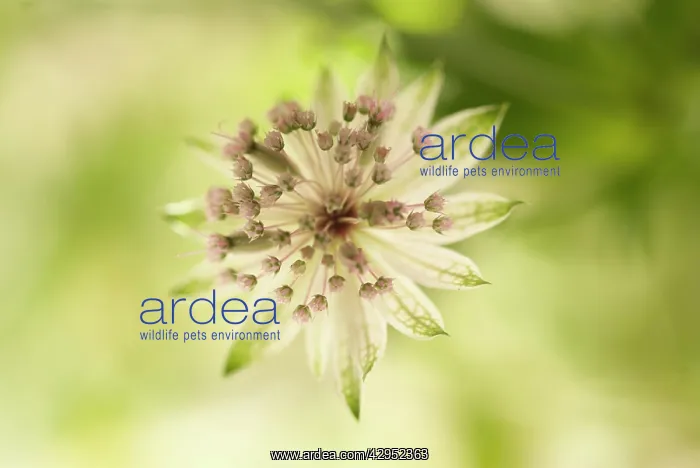 : Astrantia, Astrantia major, Masterwort : Astrantia, Astrantia major, Masterwort