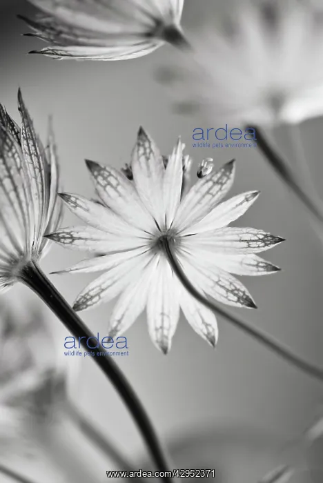 : Astrantia, Astrantia major, Masterwort : Astrantia, Astrantia major, Masterwort
