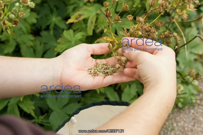 : Astrantia, Masterwort : Astrantia, Masterwort