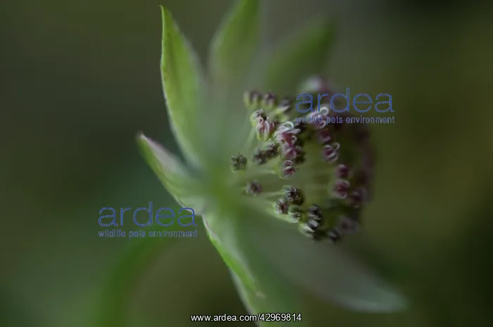 : Astrantia, Masterwort : Astrantia, Masterwort