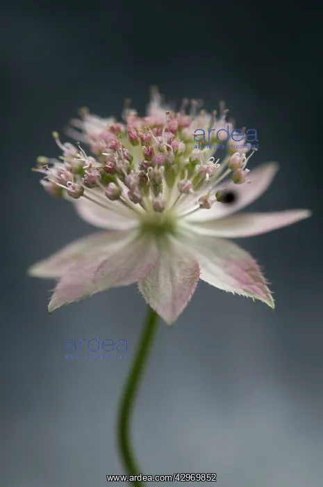 : Astrantia, Masterwort : Astrantia, Masterwort