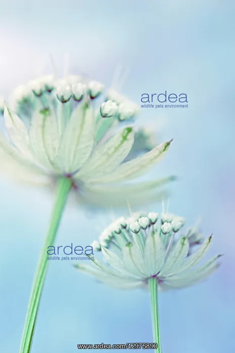 : Astrantia, Masterwort : Astrantia, Masterwort