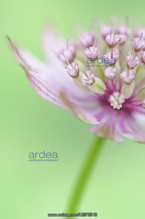 : Astrantia, Masterwort : Astrantia, Masterwort