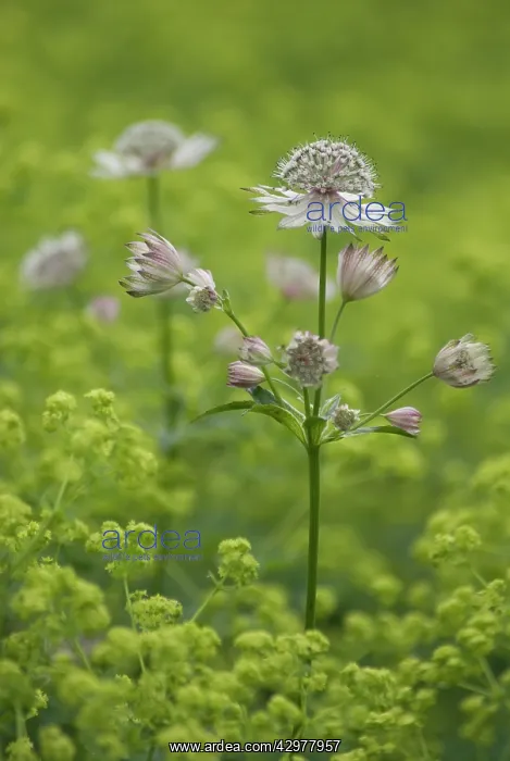 : Astrantia, Masterwort, Astrantia major : Astrantia, Masterwort, Astrantia major