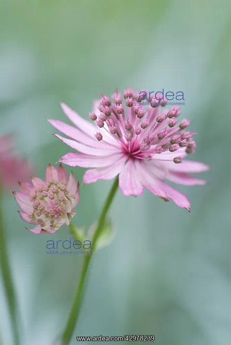 : Astrantia, Masterwort, Astrantia major Roma : Astrantia, Masterwort, Astrantia major Roma