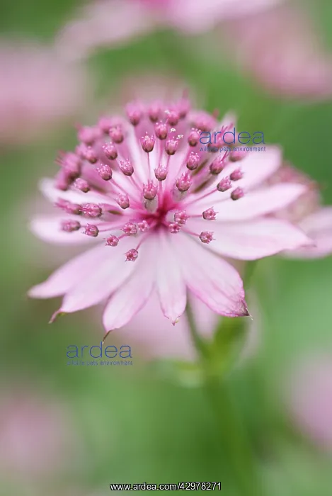 : Astrantia, Masterwort, Astrantia major Roma : Astrantia, Masterwort, Astrantia major Roma