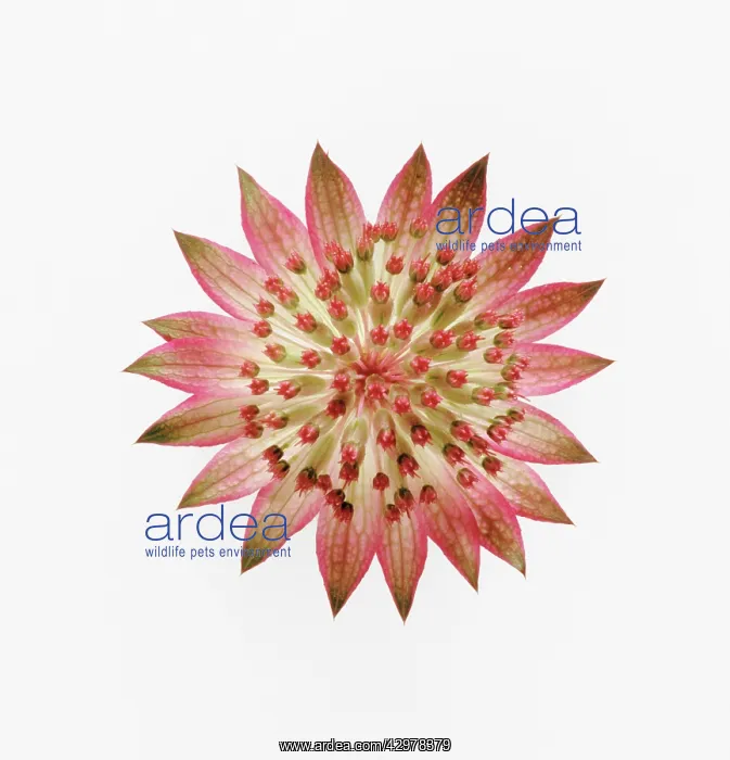 : Astrantia, Masterwort : Astrantia, Masterwort