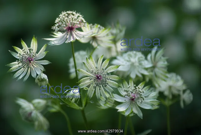 : Astrantia, Masterwort, Astrantia major : Astrantia, Masterwort, Astrantia major