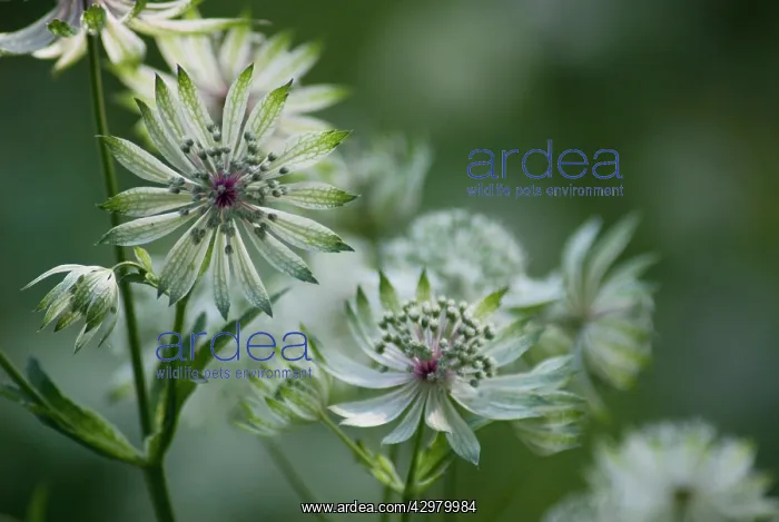 : Astrantia, Masterwort, Astrantia major : Astrantia, Masterwort, Astrantia major