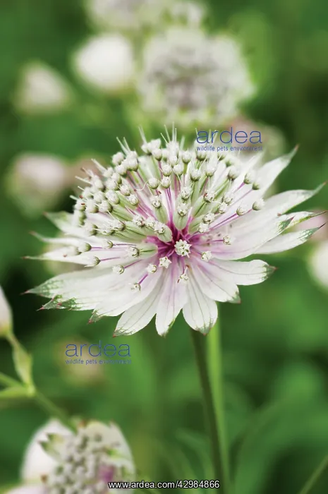 : Astrantia, Masterwort, Astrantia major Georges Form : Astrantia, Masterwort, Astrantia major Georges Form
