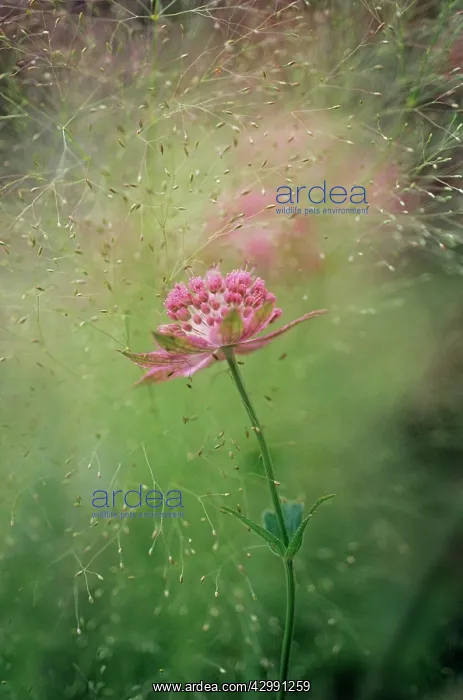 : Astrantia, Masterwort, Astrantia major Buckland : Astrantia, Masterwort, Astrantia major Buckland