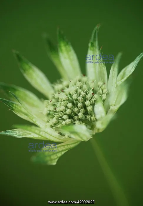 : Astrantia, Masterwort, Astrantia Shaggy : Astrantia, Masterwort, Astrantia Shaggy