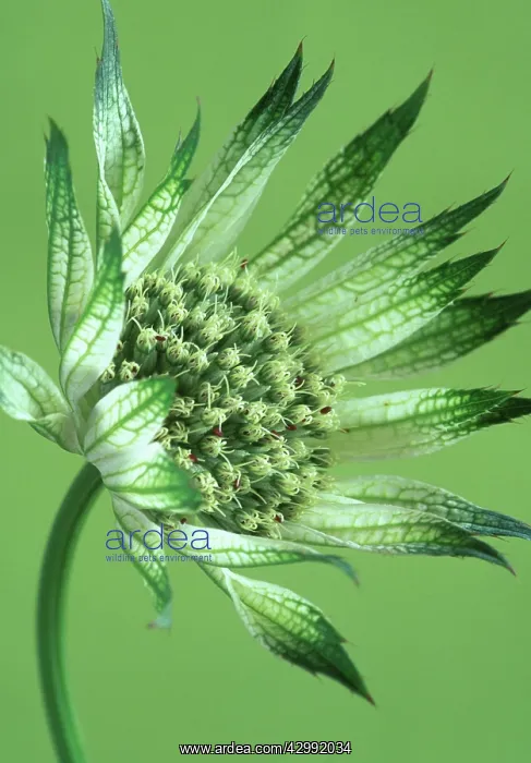 : Astrantia, Masterwort, Astrantia Shaggy : Astrantia, Masterwort, Astrantia Shaggy