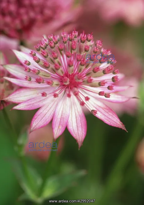 : Astrantia, Masterwort, Astrantia major Roma : Astrantia, Masterwort, Astrantia major Roma
