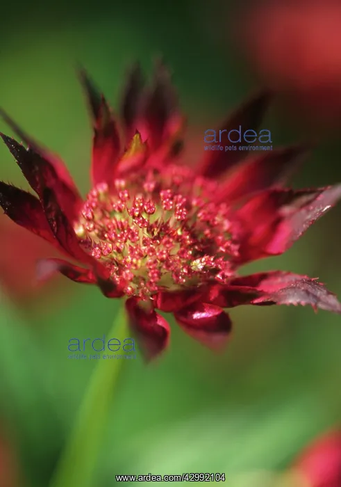 : Astrantia, Masterwort, Astrantia major Hadspen blood : Astrantia, Masterwort, Astrantia major Hadspen blood