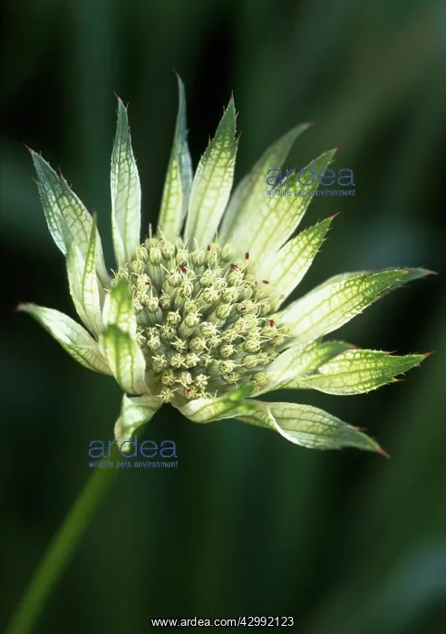 : Astrantia, Masterwort, Astrantia Shaggy : Astrantia, Masterwort, Astrantia Shaggy