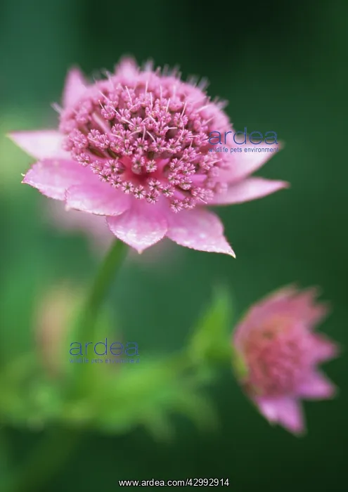 : Astrantia, Masterwort, Astrantia major Roma : Astrantia, Masterwort, Astrantia major Roma
