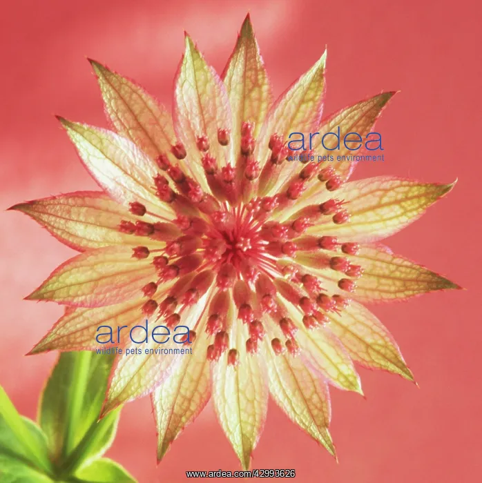 : Astrantia, Masterwort, Astrantia major Hadspen blood : Astrantia, Masterwort, Astrantia major Hadspen blood