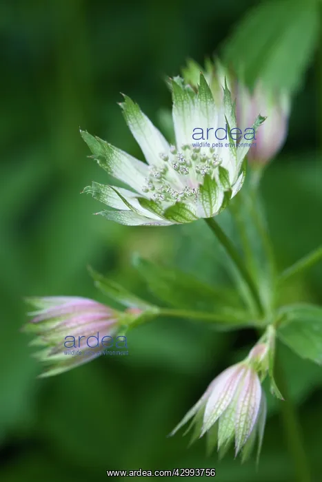 : Astrantia, Masterwort, Astrantia major : Astrantia, Masterwort, Astrantia major