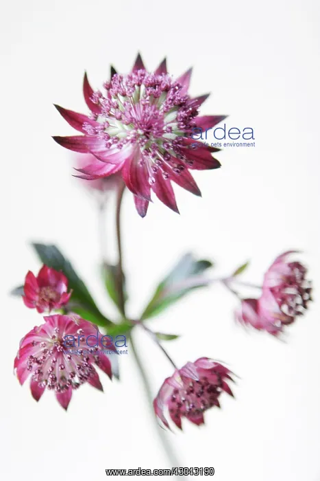 : Astrantia, Masterwort : Astrantia, Masterwort