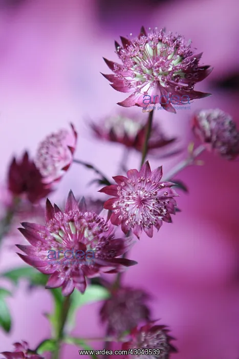 : Astrantia, Masterwort : Astrantia, Masterwort